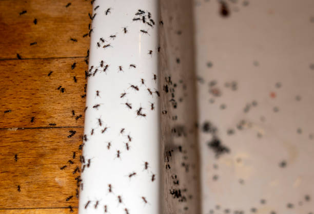 Best Pest Control Near Me in Port Norris, NJ