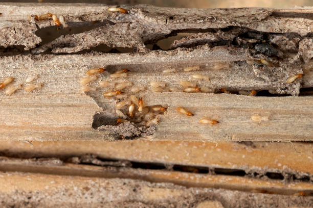 Best Wasp Removal Services  in Port Norris, NJ